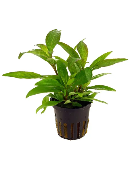 Hygrophila corymbosa var siamensis