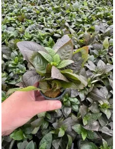 Hygrophila corymbosa spec