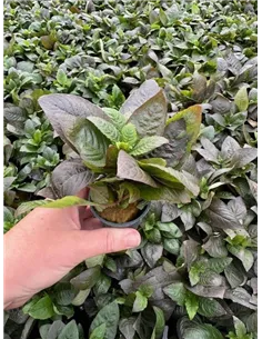 Hygrophila corymbosa spec