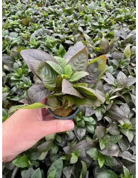 Hygrophila corymbosa spec