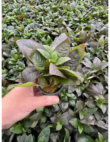 Hygrophila corymbosa spec