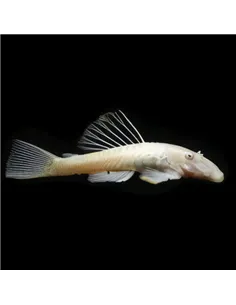 Ancistrus sp albino