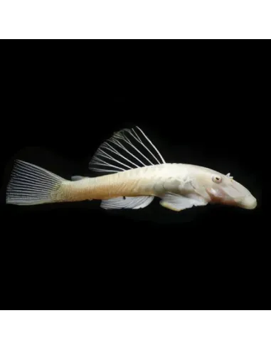 Ancistrus sp albino