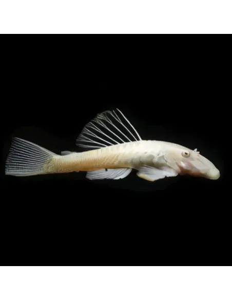Ancistrus sp albino