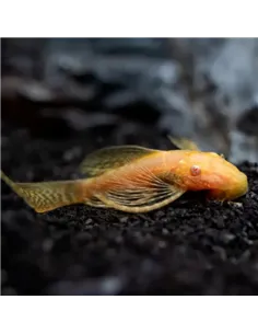 Ancistrus sp albino velo