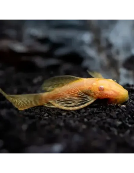 Ancistrus sp albino velo