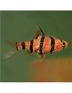 Barbo pentazona (Puntius hexazona, Barbus pentazona)