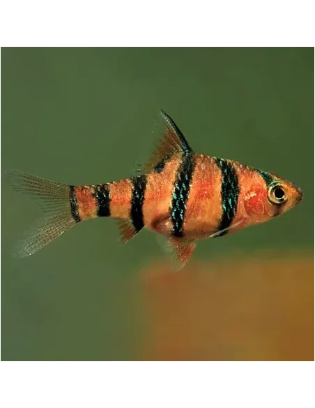 Barbo pentazona (Puntius hexazona, Barbus pentazona)