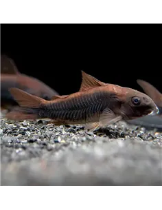 Corydora Aeneus "Black Venezuela" 2,5-3cm