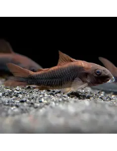 Corydora Aeneus "Black Venezuela" 2,5-3cm