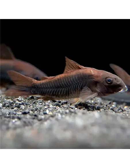 Corydora Aeneus "Black Venezuela" 2,5-3cm