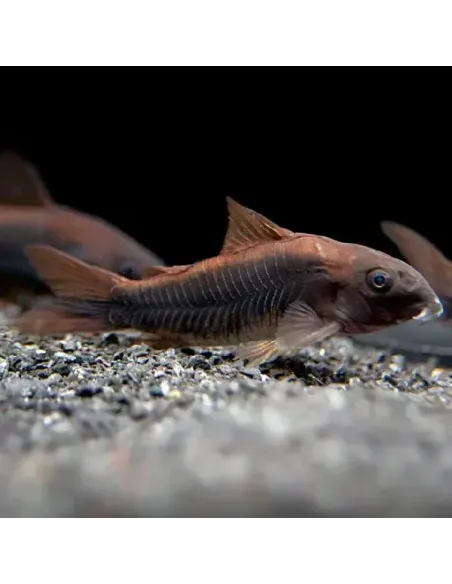 Corydora Aeneus "Black Venezuela" 2,5-3cm