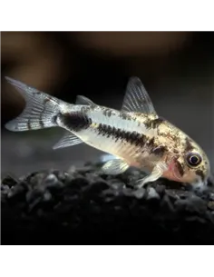 Corydora Habrosus (Corydoras habrosus)