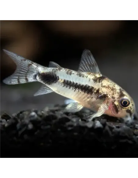 Corydora Habrosus (Corydoras habrosus)