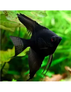 Escalar negro (Pterophyllum scalare)