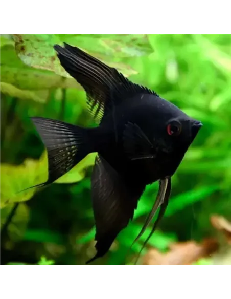 Escalar negro (Pterophyllum scalare)