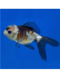 Oranda Panda Cabeza de León Selección A 7/8cm (Carassius auratus)