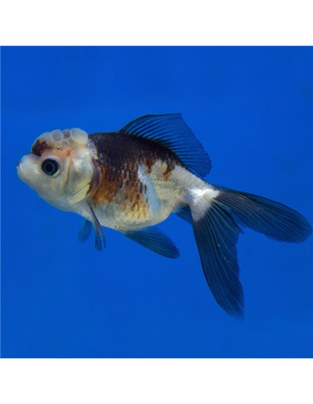 Oranda Panda Cabeza de León Selección A 7/8cm (Carassius auratus)