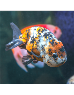 Oranda Ranchu Calico 6/7cm (Carassius auratus)
