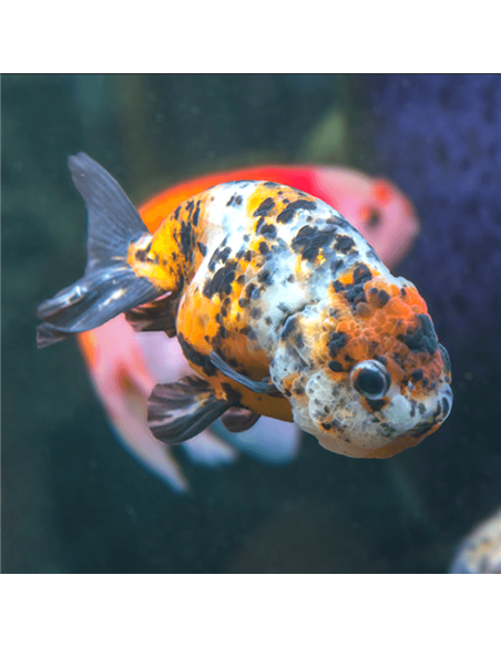 Oranda Ranchu Calico 6/7cm (Carassius auratus)