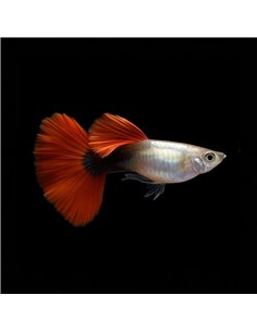 Guppy Macho Dumbo Cola Roja 3cm (Poecilia reticulata)