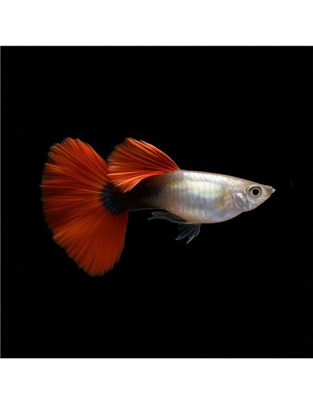 Guppy Macho Dumbo Cola Roja 3cm (Poecilia reticulata)