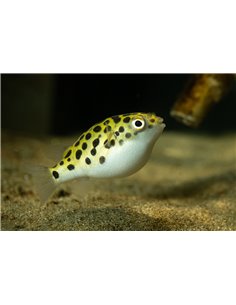 Pez Globo 5cm (Tetraodon nigroviridis)