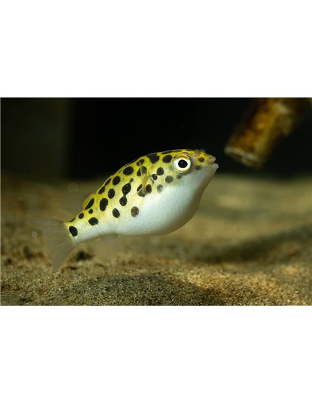 Pez Globo 5cm (Tetraodon nigroviridis)