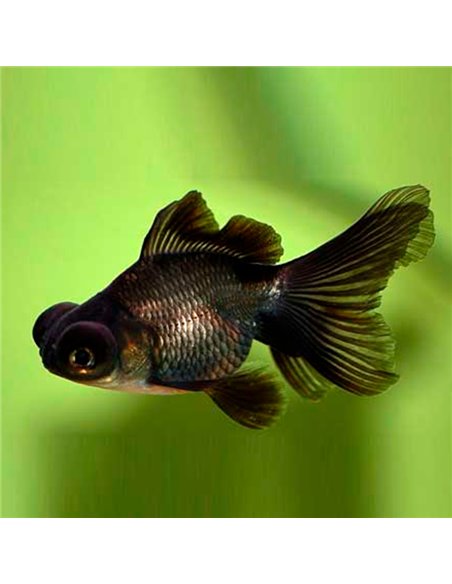 Telescópio 5/6cm (Carassius auratus)