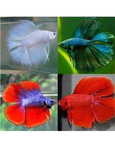 Betta macho Doubletail XL (Doble cola)