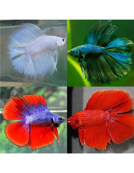 Betta macho Doubletail XL (Doble cola)