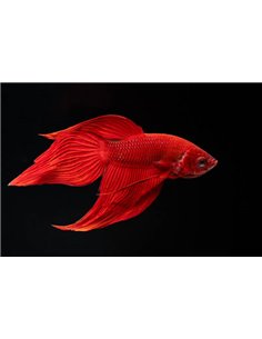 Betta macho Splendens Rojo XL