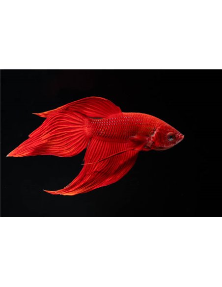 Betta macho AA seleccion XXL