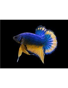 Betta macho Halfmoon Plakat Grado "A" XL