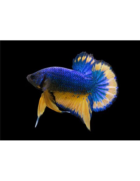 Betta macho Halfmoon Plakat Grado "A" XL