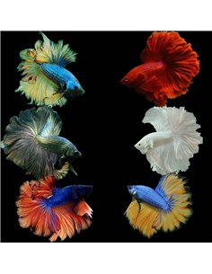 Betta macho splendens Rosetail Cola de Rosa 2