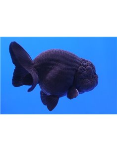 Oranda ranchu cabeza de leon negro 4,5cm