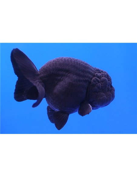 Oranda ranchu cabeza de leon negro 4,5cm