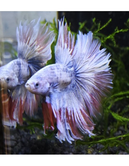 Betta macho Halfmoon Rosetail XL (Cola de Rosa)