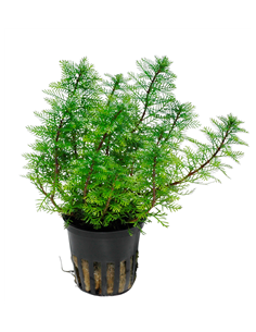 Myriophyllum mattogrossensis green 