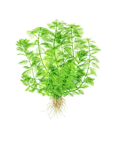 Myriophyllum mattogrossensis green  2