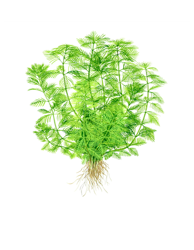 Myriophyllum mattogrossensis green 