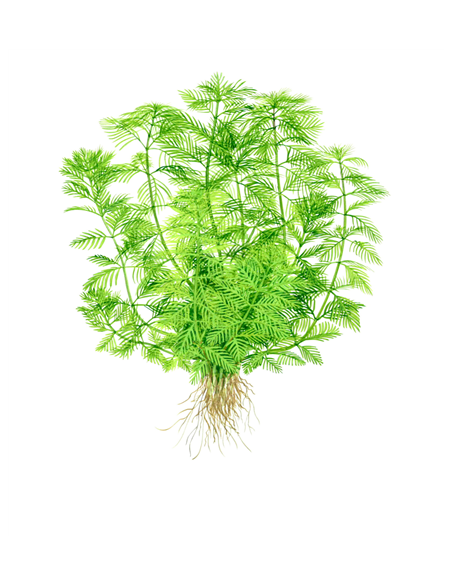 Myriophyllum mattogrossensis green 