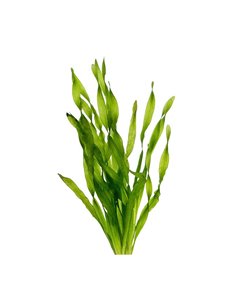 Vallisneria asiatica 2