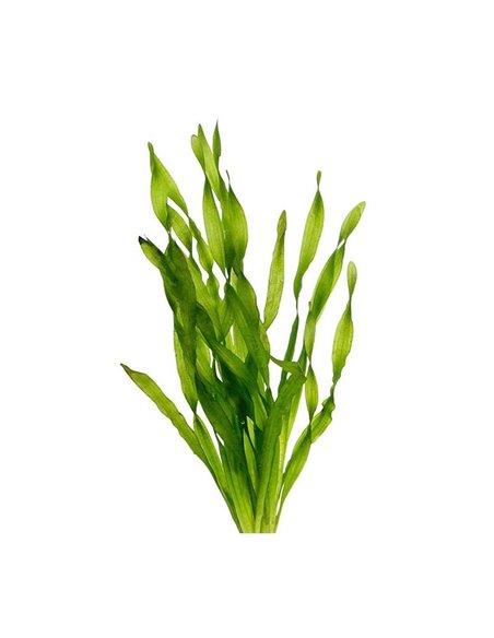 Vallisneria asiatica