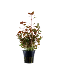 Ludwigia palustris red