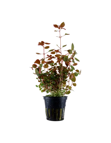 Ludwigia palustris red