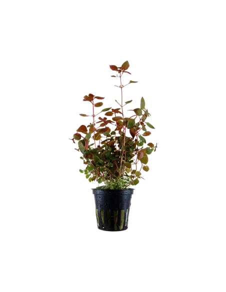 Ludwigia palustris red