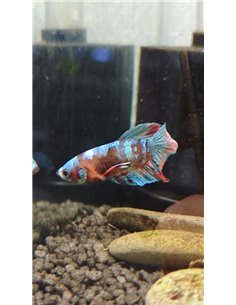 Betta macho Plakat Media Luna Galaxy 2