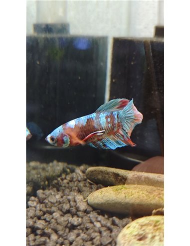 Betta macho Plakat Media Luna Galaxy